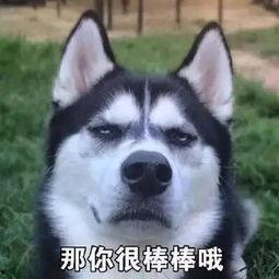 吃瓜群众指什么动物,揭秘猴子的社交智慧